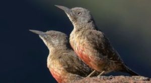 Ground Woodpecker