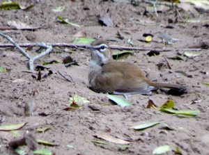Brown Scrub-Robin