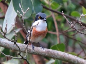 Woodward's Batis