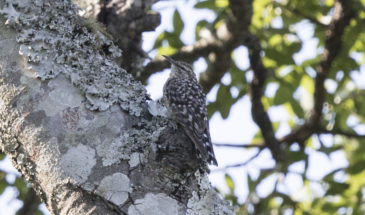 African Spotted Creeper