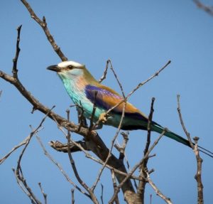 Racket-tailed Roller